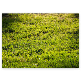 Поздравительная открытка с принтом Трава под солнцем в Тюмени, 100% бумага | плотность бумаги 280 г/м2, матовая, на обратной стороне линовка и место для марки
 | green day | nature | spring | summer | sun | весна | день | зелень | лес | лето | парк | поле | поляна | природа | природа россии | растения | русская природа | сад | салатовый | солнце | солнышко | сочный | текстура | тр