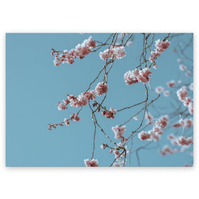 Поздравительная открытка с принтом Весна в Тюмени, 100% бумага | плотность бумаги 280 г/м2, матовая, на обратной стороне линовка и место для марки
 | весна | небо | сакура | свежесть | цветы