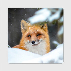 Магнит виниловый Квадрат с принтом Лисичка на сугробе в Тюмени, полимерный материал с магнитным слоем | размер 9*9 см, закругленные углы | fox | foxy | животное | звери | лиса | лисенок | лисичка | милая | рыжая | фокс