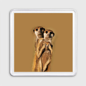 Магнит 55*55 с принтом Сурикаты в Тюмени, Пластик | Размер: 65*65 мм; Размер печати: 55*55 мм | Тематика изображения на принте: животные | прикол | прикольные животные | природа | смешные | смешные животные | сурикат