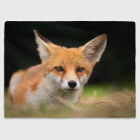 Плед 3D с принтом Мордочка лисицы в Тюмени, 100% полиэстер | закругленные углы, все края обработаны. Ткань не мнется и не растягивается | fox | foxy | животное | звери | лиса | лисенок | лисичка | милая | рыжая | фокс