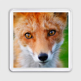 Магнит 55*55 с принтом Крупно мордочка лисы в Тюмени, Пластик | Размер: 65*65 мм; Размер печати: 55*55 мм | fox | foxy | животное | звери | лиса | лисенок | лисичка | милая | рыжая | фокс