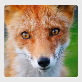 Магнитный плакат 3Х3 с принтом Крупно мордочка лисы в Тюмени, Полимерный материал с магнитным слоем | 9 деталей размером 9*9 см | fox | foxy | животное | звери | лиса | лисенок | лисичка | милая | рыжая | фокс