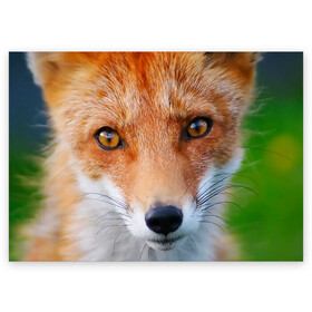 Поздравительная открытка с принтом Крупно мордочка лисы в Тюмени, 100% бумага | плотность бумаги 280 г/м2, матовая, на обратной стороне линовка и место для марки
 | Тематика изображения на принте: fox | foxy | животное | звери | лиса | лисенок | лисичка | милая | рыжая | фокс
