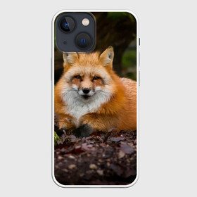 Чехол для iPhone 13 mini с принтом Взрослый строгий лис в Тюмени,  |  | fox | foxy | животное | звери | лиса | лисенок | лисичка | милая | рыжая | фокс