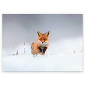 Поздравительная открытка с принтом Лисица прыгает по снегу в Тюмени, 100% бумага | плотность бумаги 280 г/м2, матовая, на обратной стороне линовка и место для марки
 | Тематика изображения на принте: fox | foxy | животное | звери | лиса | лисенок | лисичка | милая | рыжая | фокс