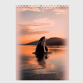 Скетчбук (блокнот) с принтом касатки на закате в Тюмени, 100% бумага
 | 48 листов, плотность листов — 100 г/м2, плотность картонной обложки — 250 г/м2. Листы скреплены сверху удобной пружинной спиралью | ocean | orca | sea | sea animal | дельфин | закат | касатка | кит | море | океан | рисунок кита