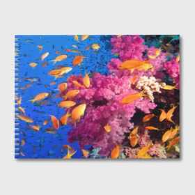 Альбом для рисования с принтом Коралловые рыбки в Тюмени, 100% бумага
 | матовая бумага, плотность 200 мг. | коралловые | море | океан | подводный мир | рифы | рыбки | рыбы