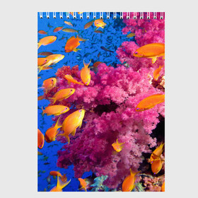 Скетчбук (блокнот) с принтом Коралловые рыбки в Тюмени, 100% бумага
 | 48 листов, плотность листов — 100 г/м2, плотность картонной обложки — 250 г/м2. Листы скреплены сверху удобной пружинной спиралью | коралловые | море | океан | подводный мир | рифы | рыбки | рыбы