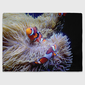 Плед 3D с принтом Клоуны в актинии в Тюмени, 100% полиэстер | закругленные углы, все края обработаны. Ткань не мнется и не растягивается | Тематика изображения на принте: актиния | клоуны | коралловые | море | подводный мир | рыбки