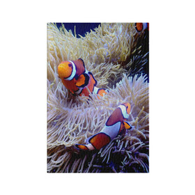 Обложка для паспорта матовая кожа с принтом Клоуны в актинии в Тюмени, натуральная матовая кожа | размер 19,3 х 13,7 см; прозрачные пластиковые крепления | актиния | клоуны | коралловые | море | подводный мир | рыбки