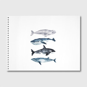 Альбом для рисования с принтом киты в Тюмени, 100% бумага
 | матовая бумага, плотность 200 мг. | Тематика изображения на принте: ocean | orca | sea | sea animal | whale | белуха | дельфин | касатка | кит | море | океан | рисунок кита | синий кит