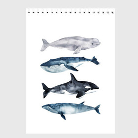 Скетчбук с принтом киты в Тюмени, 100% бумага
 | 48 листов, плотность листов — 100 г/м2, плотность картонной обложки — 250 г/м2. Листы скреплены сверху удобной пружинной спиралью | Тематика изображения на принте: ocean | orca | sea | sea animal | whale | белуха | дельфин | касатка | кит | море | океан | рисунок кита | синий кит