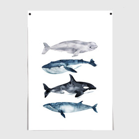 Постер с принтом киты в Тюмени, 100% бумага
 | бумага, плотность 150 мг. Матовая, но за счет высокого коэффициента гладкости имеет небольшой блеск и дает на свету блики, но в отличии от глянцевой бумаги не покрыта лаком | ocean | orca | sea | sea animal | whale | белуха | дельфин | касатка | кит | море | океан | рисунок кита | синий кит