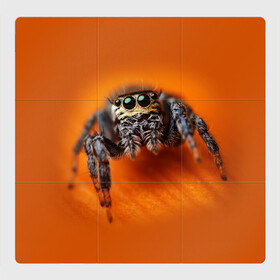 Магнитный плакат 3Х3 ПАУК  SPIDER: в Тюмени, Полимерный материал с магнитным слоем | 9 деталей размером 9*9 см | Тематика изображения на принте: tegunvteg | глаза | животные | макро | насекомые | паук | природа