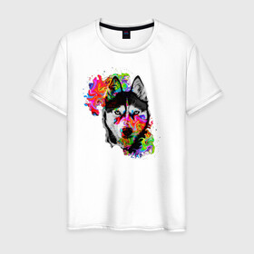 Мужская футболка хлопок с принтом собака с торчащими ушами в Тюмени, 100% хлопок | прямой крой, круглый вырез горловины, длина до линии бедер, слегка спущенное плечо. | белый | добрый | красивый | краски | собака | хаски | цвет | цветной | черный