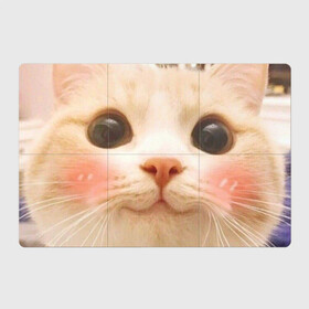 Магнитный плакат 3Х2 с принтом Мем про котов в Тюмени, Полимерный материал с магнитным слоем | 6 деталей размером 9*9 см | Тематика изображения на принте: белый | кот | мем | милый | прикол