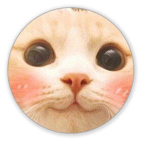 Коврик для мышки круглый с принтом Мем про котов в Тюмени, резина и полиэстер | круглая форма, изображение наносится на всю лицевую часть | Тематика изображения на принте: белый | кот | мем | милый | прикол