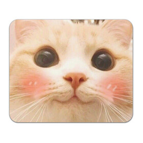 Коврик для мышки прямоугольный с принтом Мем про котов в Тюмени, натуральный каучук | размер 230 х 185 мм; запечатка лицевой стороны | Тематика изображения на принте: белый | кот | мем | милый | прикол