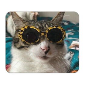 Коврик для мышки прямоугольный с принтом Мем про кота в Тюмени, натуральный каучук | размер 230 х 185 мм; запечатка лицевой стороны | Тематика изображения на принте: в очках | киса селфи | кот | мем | милый | прикол