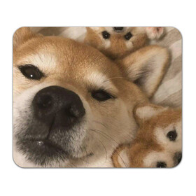 Коврик для мышки прямоугольный с принтом Мем про собак в Тюмени, натуральный каучук | размер 230 х 185 мм; запечатка лицевой стороны | Тематика изображения на принте: белый | игрушки мягкие | мем | милый | прикол | сиба ину | собака
