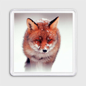 Магнит 55*55 с принтом Лисица и снег в Тюмени, Пластик | Размер: 65*65 мм; Размер печати: 55*55 мм | fox | foxy | животное | звери | лиса | лисенок | лисичка | милая | рыжая | фокс