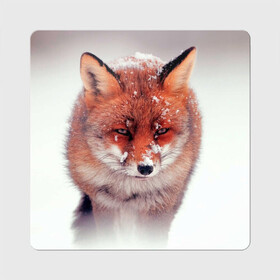 Магнит виниловый Квадрат с принтом Лисица и снег в Тюмени, полимерный материал с магнитным слоем | размер 9*9 см, закругленные углы | fox | foxy | животное | звери | лиса | лисенок | лисичка | милая | рыжая | фокс