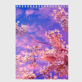 Скетчбук с принтом Сакура в Тюмени, 100% бумага
 | 48 листов, плотность листов — 100 г/м2, плотность картонной обложки — 250 г/м2. Листы скреплены сверху удобной пружинной спиралью | Тематика изображения на принте: весна | дерево | деревья | лепестки | лес | лето | листья | май | на каждый день | небо | облака | осень | поле | розовый цветок | сакура | солнце | тропики | флора | цветок | цветочки | цветы