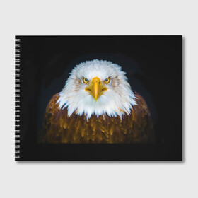Альбом для рисования с принтом Белоголовый орлан в Тюмени, 100% бумага
 | матовая бумага, плотность 200 мг. | Тематика изображения на принте: грозный | красивый | опасный | орлан | пернатый | птица | хищный