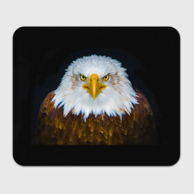 Коврик для мышки прямоугольный с принтом Белоголовый орлан в Тюмени, натуральный каучук | размер 230 х 185 мм; запечатка лицевой стороны | Тематика изображения на принте: грозный | красивый | опасный | орлан | пернатый | птица | хищный