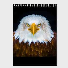 Скетчбук с принтом Белоголовый орлан в Тюмени, 100% бумага
 | 48 листов, плотность листов — 100 г/м2, плотность картонной обложки — 250 г/м2. Листы скреплены сверху удобной пружинной спиралью | Тематика изображения на принте: грозный | красивый | опасный | орлан | пернатый | птица | хищный