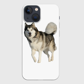 Чехол для iPhone 13 mini с принтом маламут Аляска в Тюмени,  |  | аляска | аляскинский маамут | маламут | маламутик | собака | собаки
