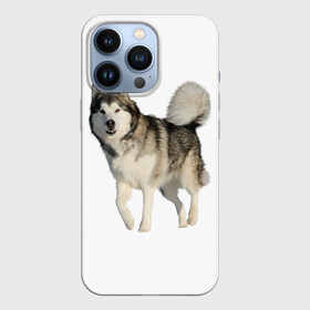 Чехол для iPhone 13 Pro с принтом маламут Аляска в Тюмени,  |  | аляска | аляскинский маамут | маламут | маламутик | собака | собаки