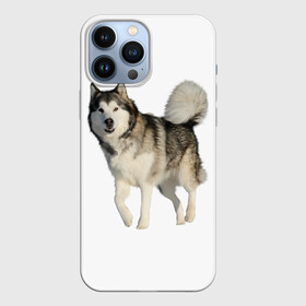 Чехол для iPhone 13 Pro Max с принтом маламут Аляска в Тюмени,  |  | аляска | аляскинский маамут | маламут | маламутик | собака | собаки