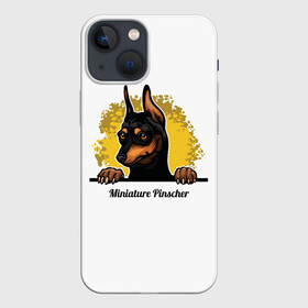 Чехол для iPhone 13 mini с принтом Мини Пинчер в Тюмени,  |  | animal | dog | german pinscher | min pi | miniature pinscher | pinscher | год собаки | друг человека | животное | зверь | кинолог | мин пин | миниатюрный пинчер | немецкий пинчер | пёс | пинчер | порода собак | собака