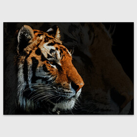 Поздравительная открытка с принтом АМУРСКИЙ ТИГР TIGER в Тюмени, 100% бумага | плотность бумаги 280 г/м2, матовая, на обратной стороне линовка и место для марки
 | 2022 | amur tiger | beast | fangs | happy new year | merry christmas | new year | predator | snow | stars | stern grin | stern look | winter | year of the tiger | амурский тигр | год тигра | зверь | зима | клыки | новый год | снег | суровый взгл