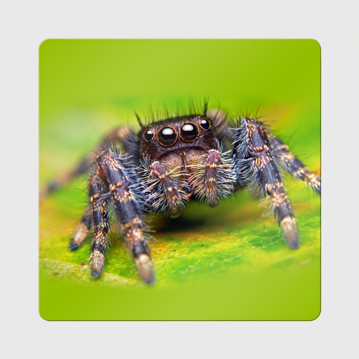Магнит виниловый Квадрат ПАУК МАКРО фото